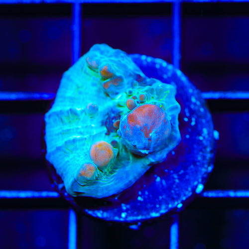 Teal Cosmic Candy Bounce Chalice Coral