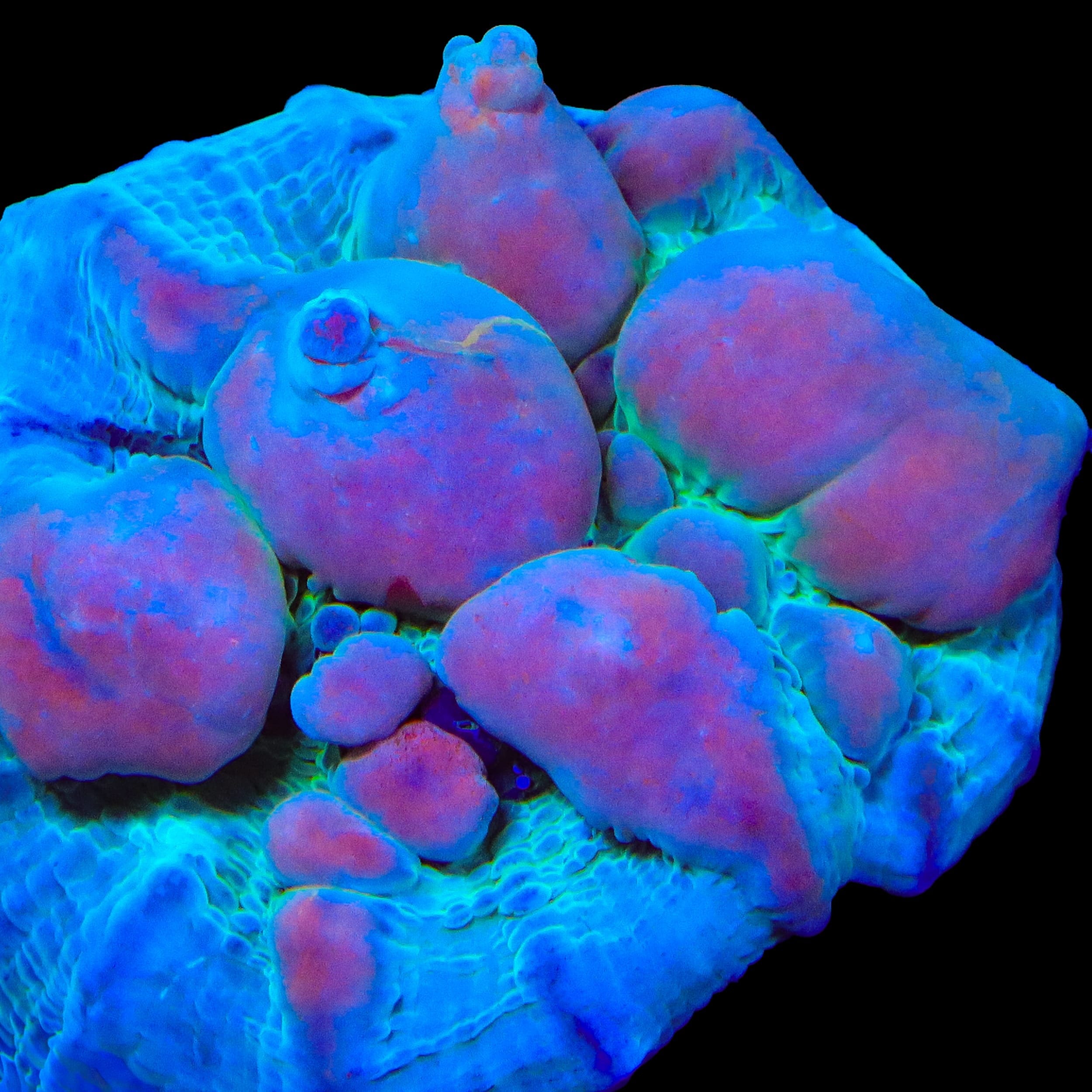 Teal Cosmic Candy Bounce Chalice Coral