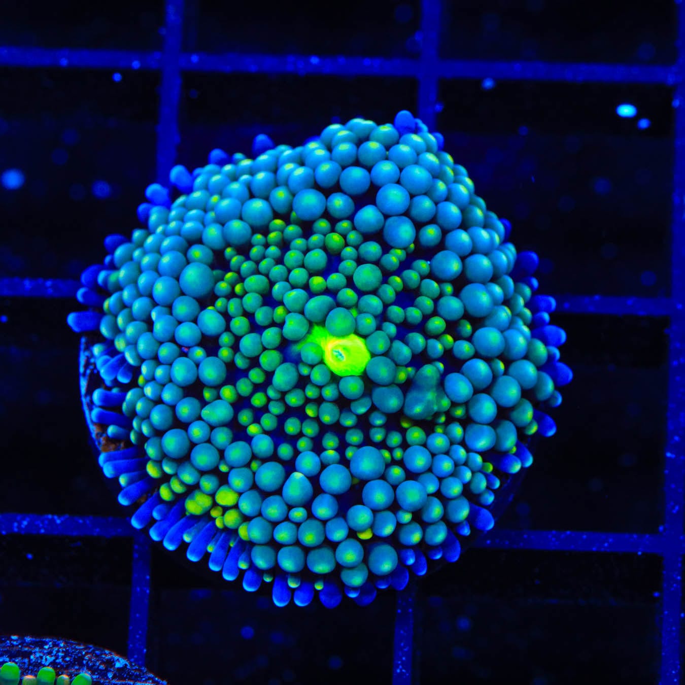 Teal Ricordea Coral