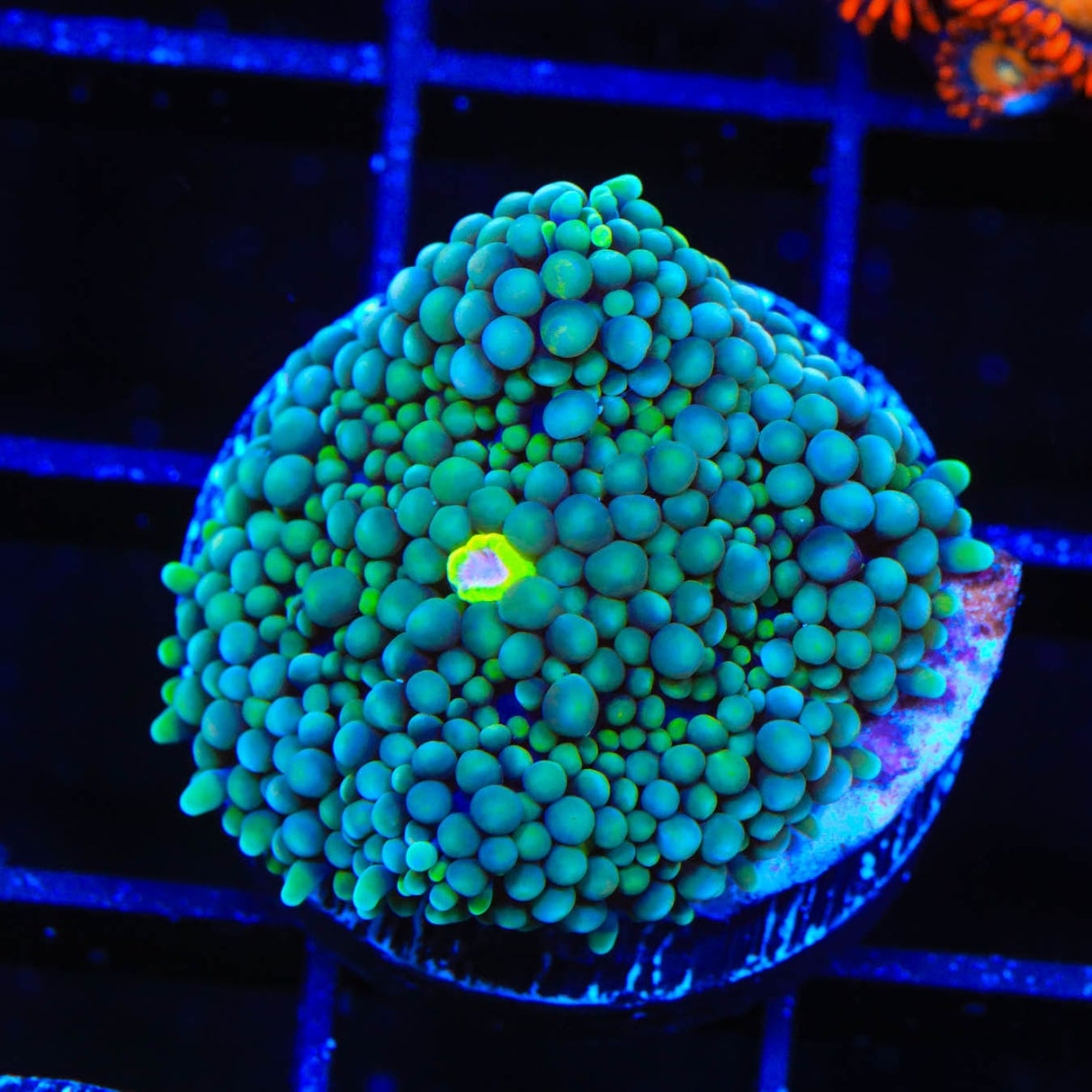 Teal Ricordea Coral
