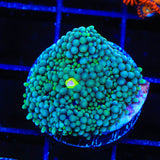 Teal Ricordea Coral