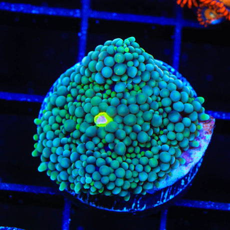 Teal Ricordea Coral
