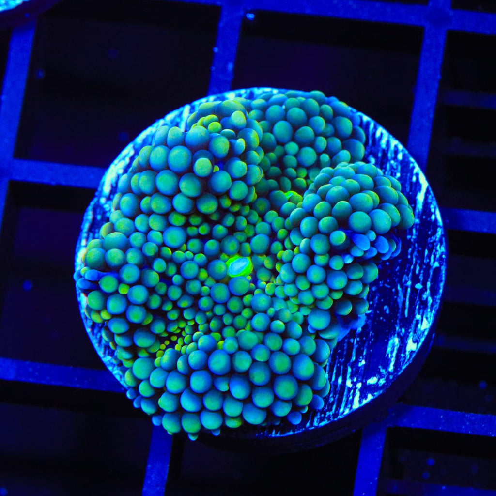 Teal Ricordea Coral