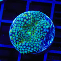 Teal Ricordea Coral