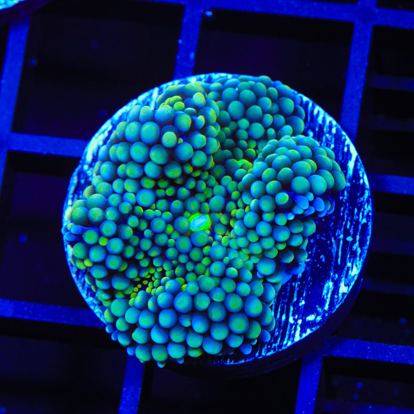 Teal Ricordea Coral