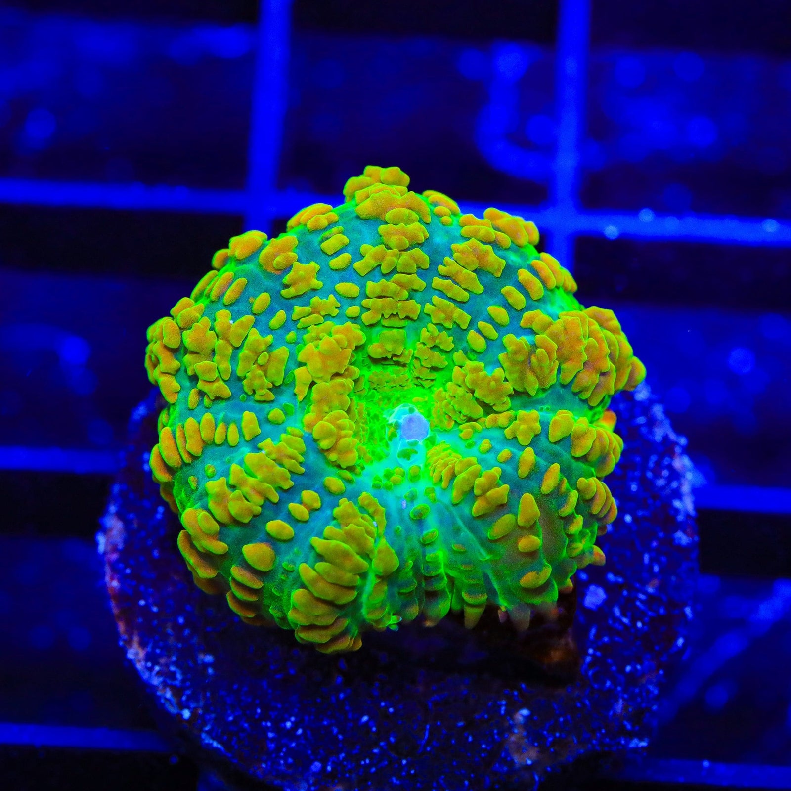 Tequila Sunrise Mushroom Coral