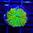 Tequila Sunrise Mushroom Coral
