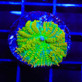Tequila Sunrise Mushroom Coral