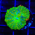 Tequila Sunrise Mushroom Coral