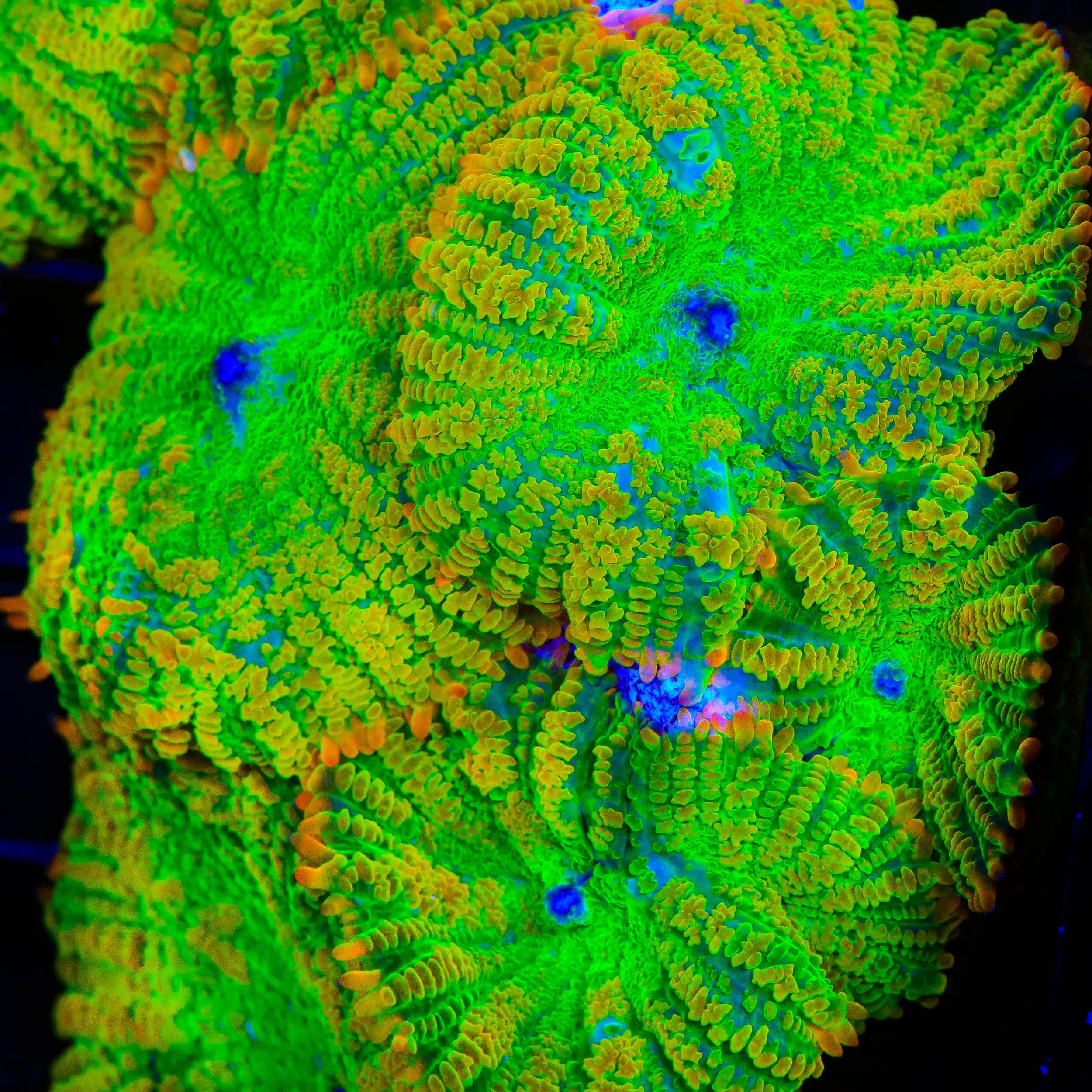 Tequila Sunrise Mushroom Coral