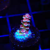 TGC Cherry Bomb Tenuis Acropora Coral