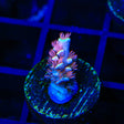 TGC Cherry Bomb Tenuis Acropora Coral
