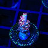 TGC Cherry Bomb Tenuis Acropora Coral