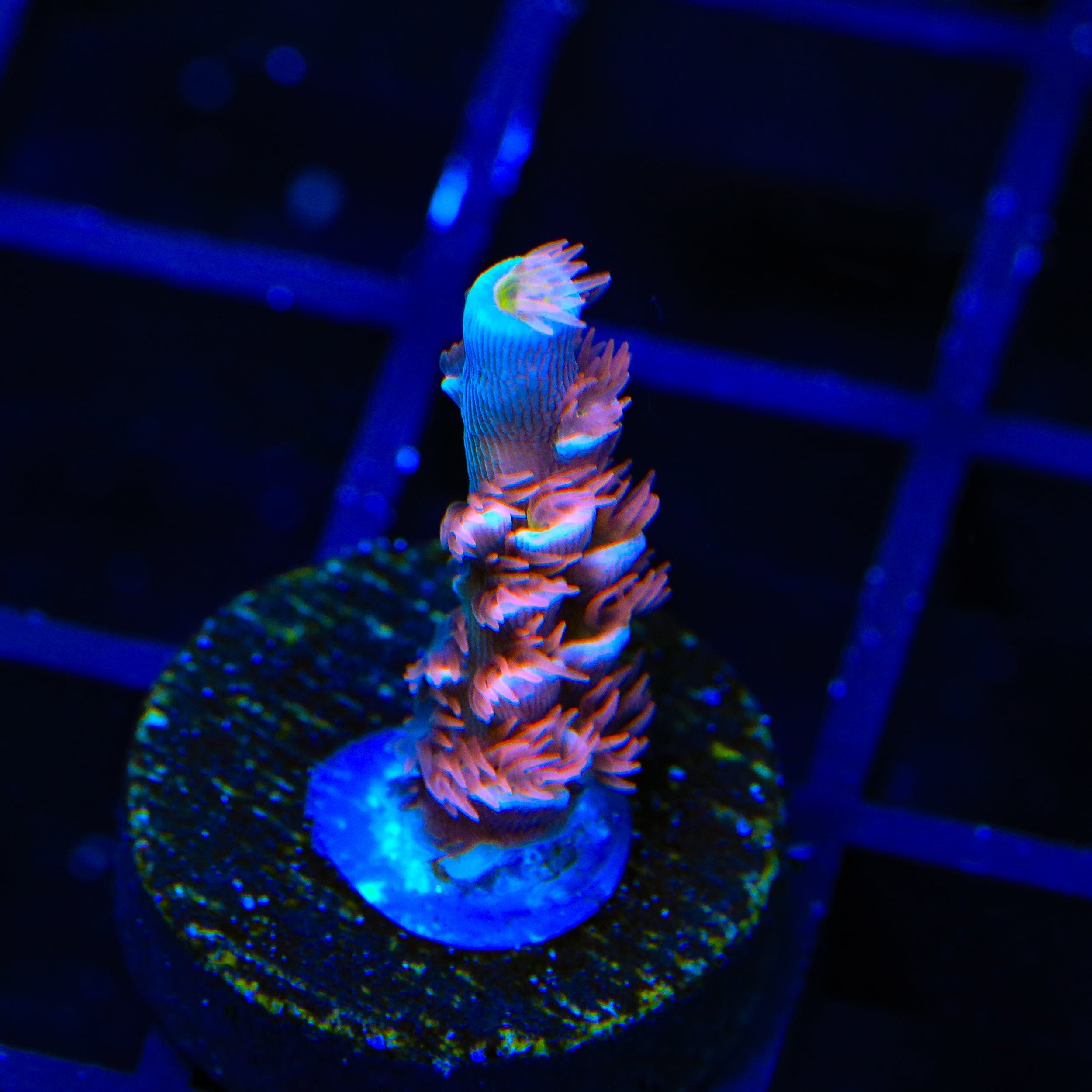 TGC Cherry Bomb Tenuis Acropora Coral