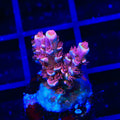 TGC Cherry Bomb Tenuis Acropora Coral