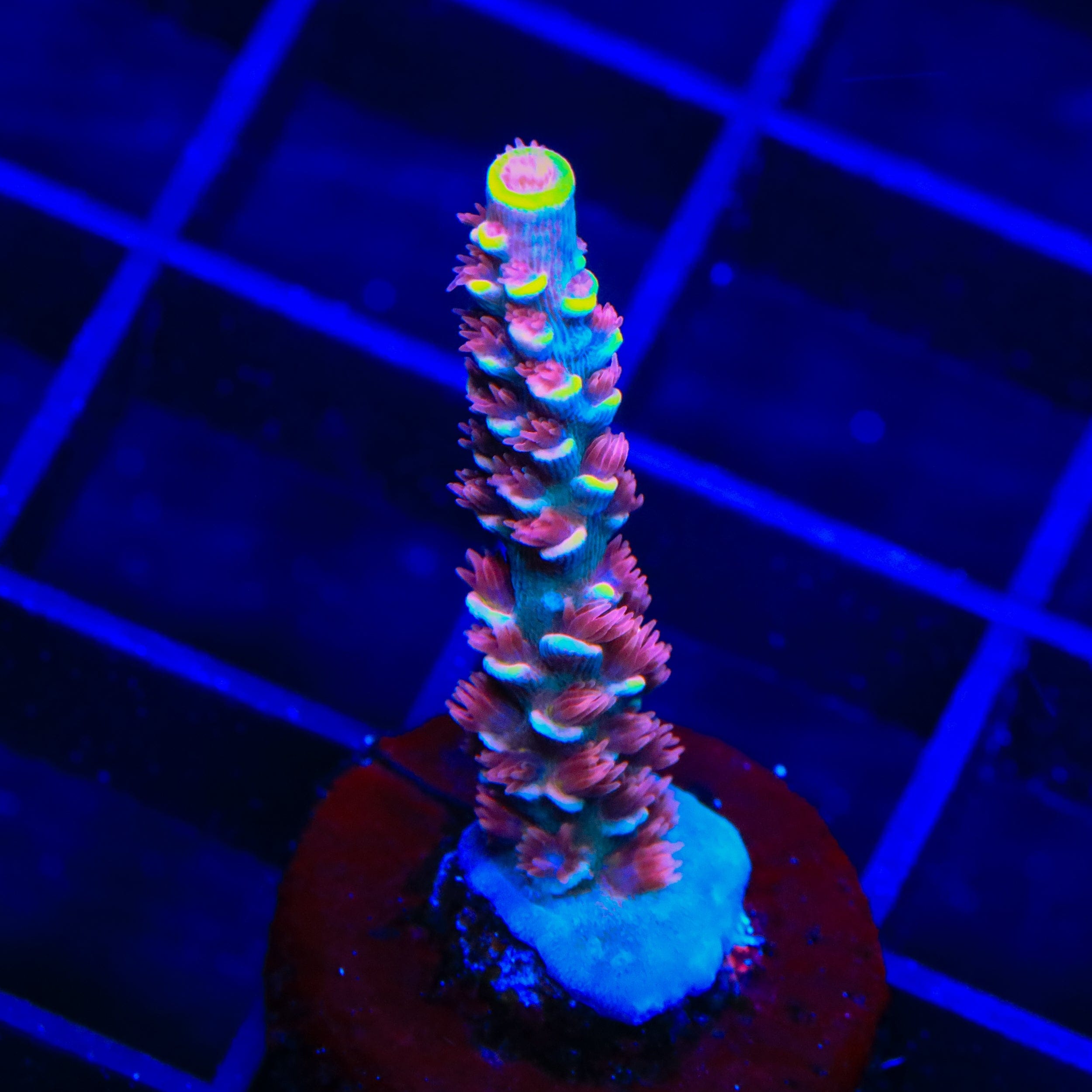 TGC Cherry Bomb Tenuis Acropora Coral
