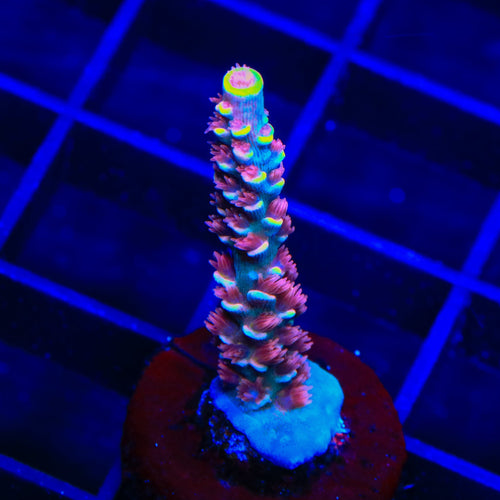 TGC Cherry Bomb Tenuis Acropora Coral