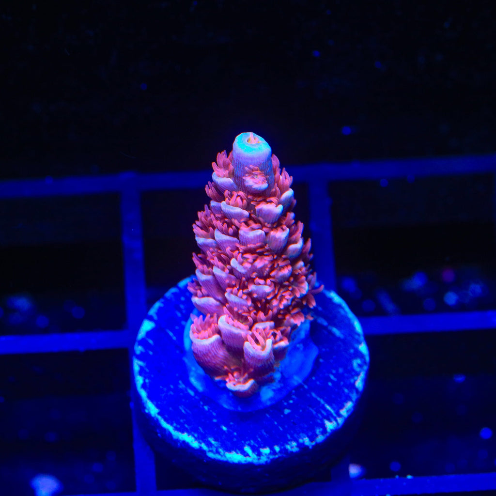 TGC Cherry Bomb Tenuis Acropora Coral