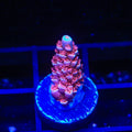 TGC Cherry Bomb Tenuis Acropora Coral
