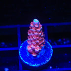 TGC Cherry Bomb Tenuis Acropora Coral