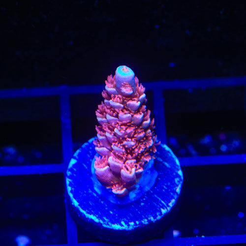TGC Cherry Bomb Tenuis Acropora Coral