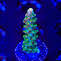 TGC Orange Creamsicle Acropora Coral