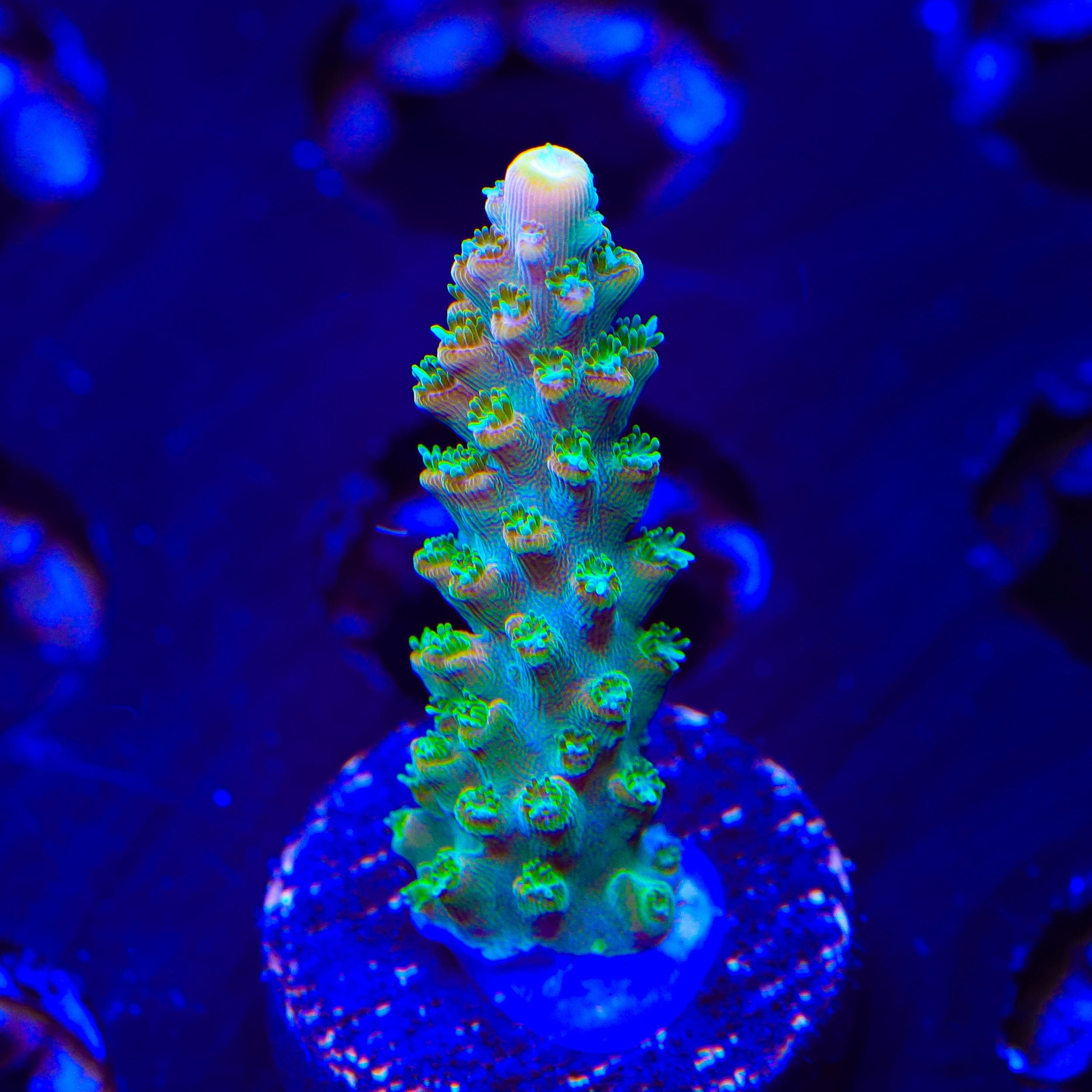 TGC Orange Creamsicle Acropora Coral