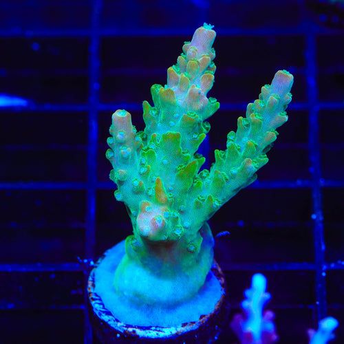 TGC Orange Creamsicle Acropora XL Frag Coral