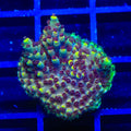 TGC Red Cadillac Acropora Coral