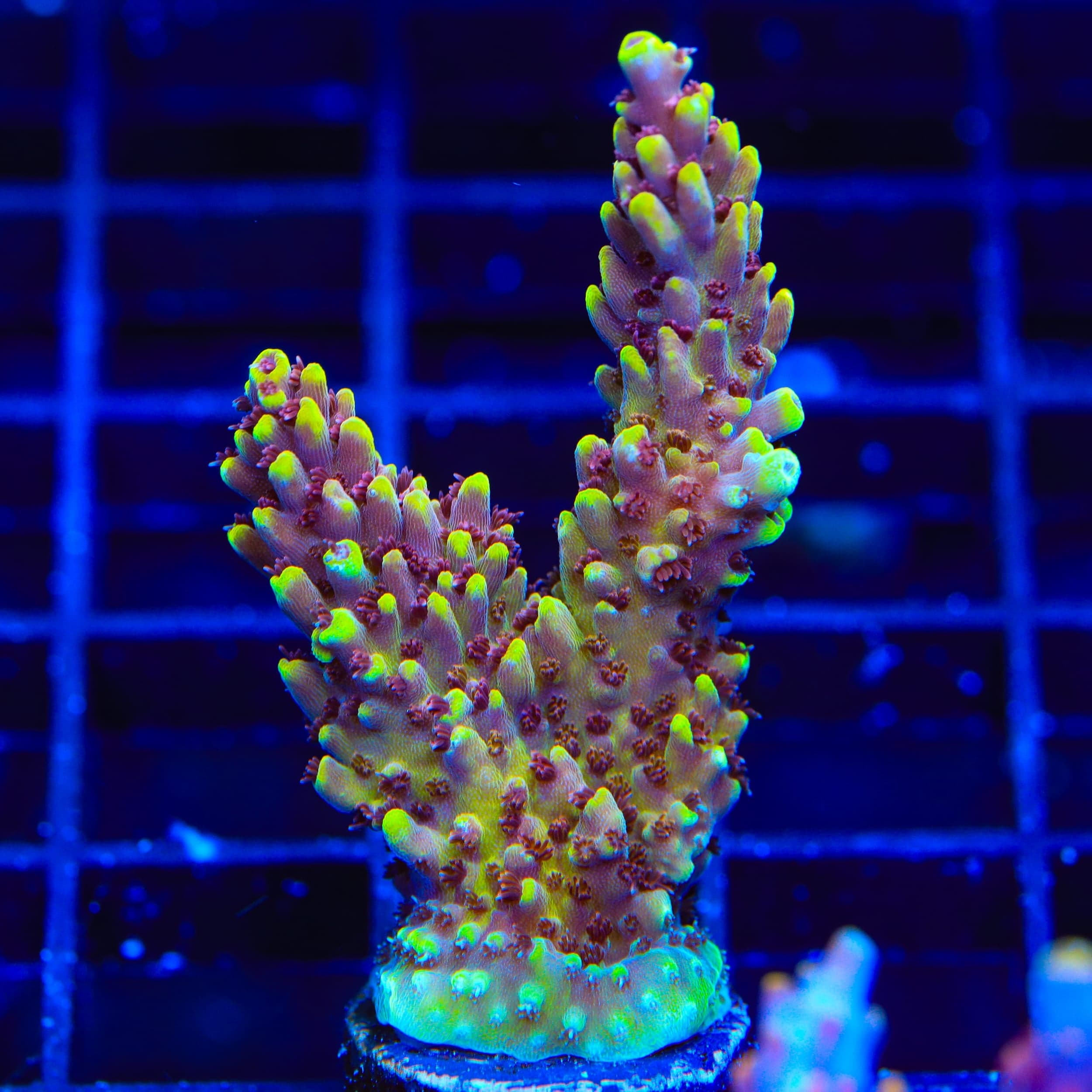 TGC Red Cadillac Acropora XL Frag Coral