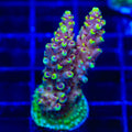 TGC Red Cadillac Acropora XL Frag Coral