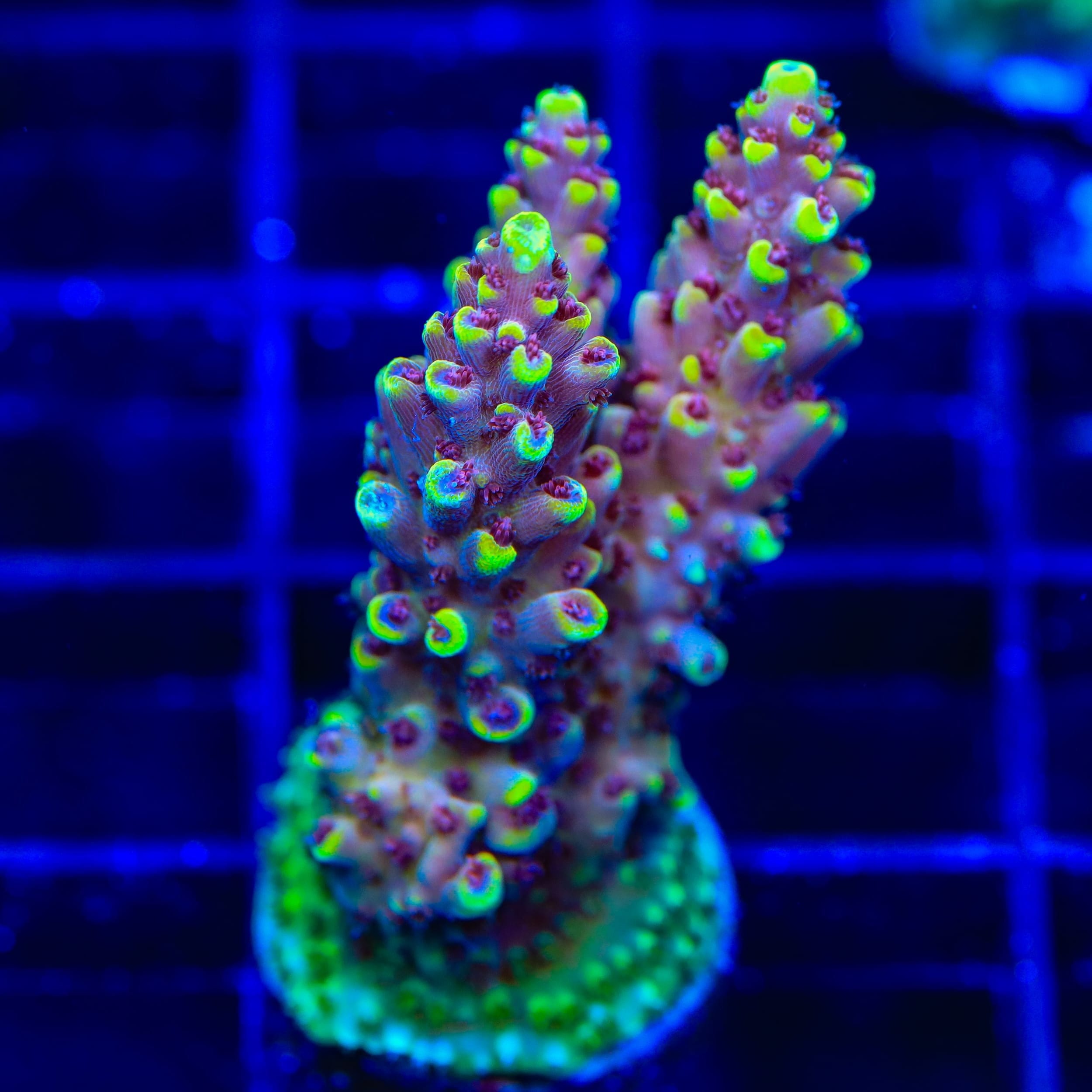 TGC Red Cadillac Acropora XL Frag Coral