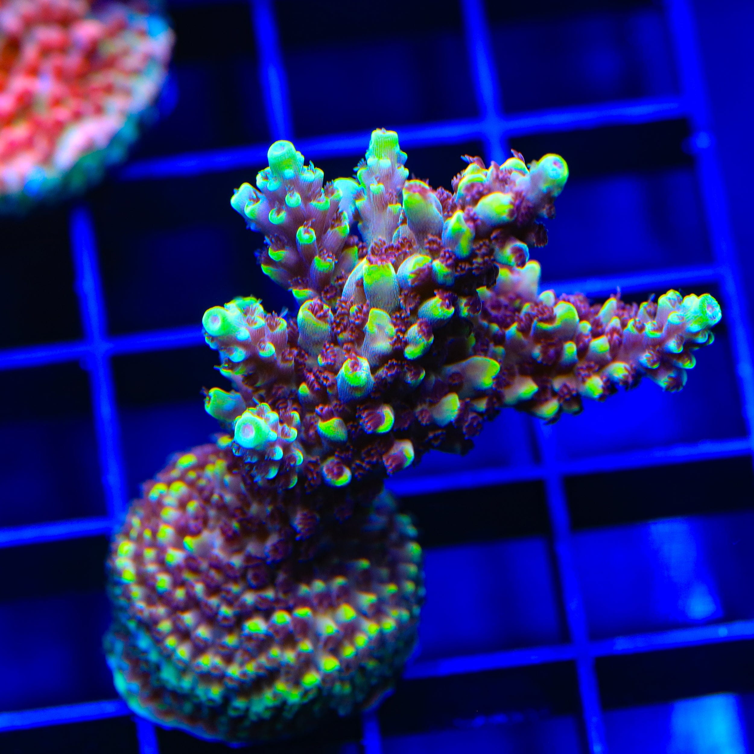 TGC Red Cadillac Acropora XL Frag Coral
