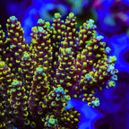 TGC Red Cadillac Acropora XL Frag Coral