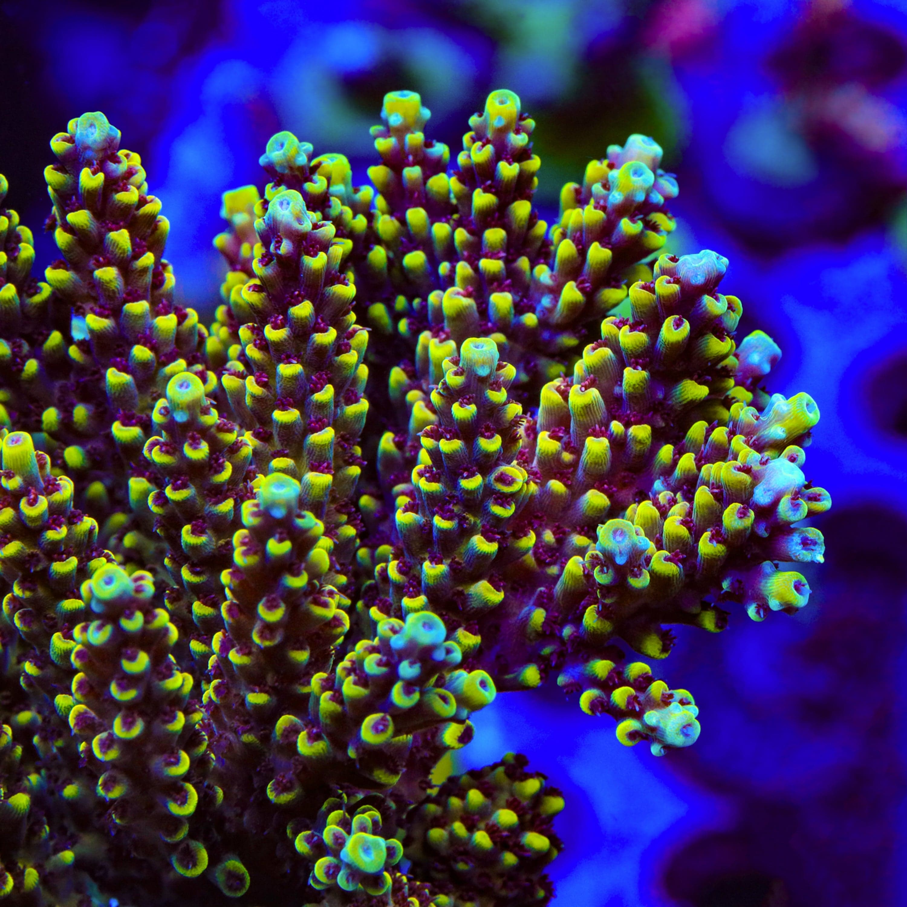 TGC Red Cadillac Acropora XL Frag Coral