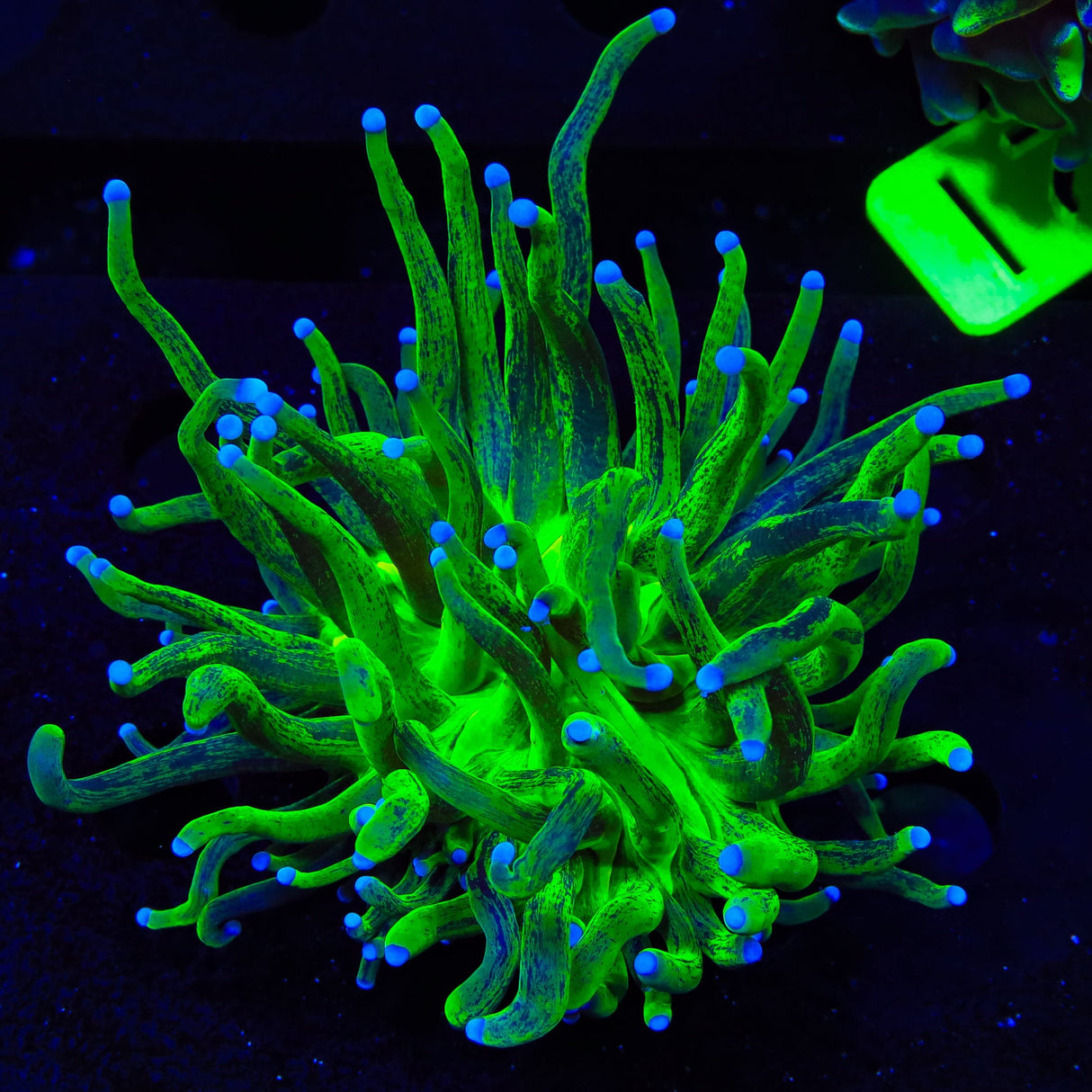 Tiger King Torch Coral