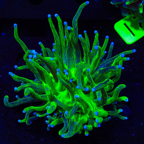 Tiger King Torch Coral