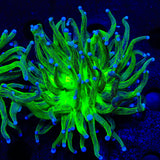Tiger King Torch Coral