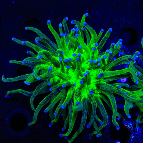 Tiger King Torch Coral