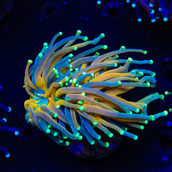 Tiger Torch Coral