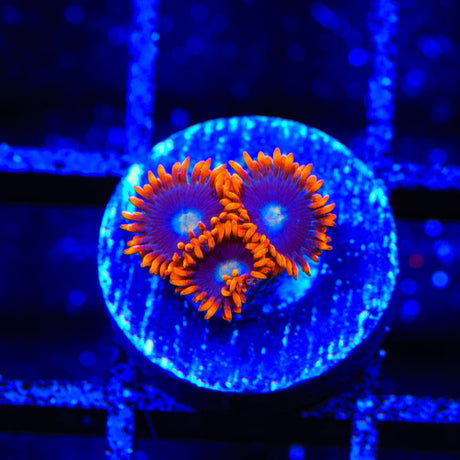 Time Warp Zoanthids Coral
