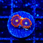 Time Warp Zoanthids Coral