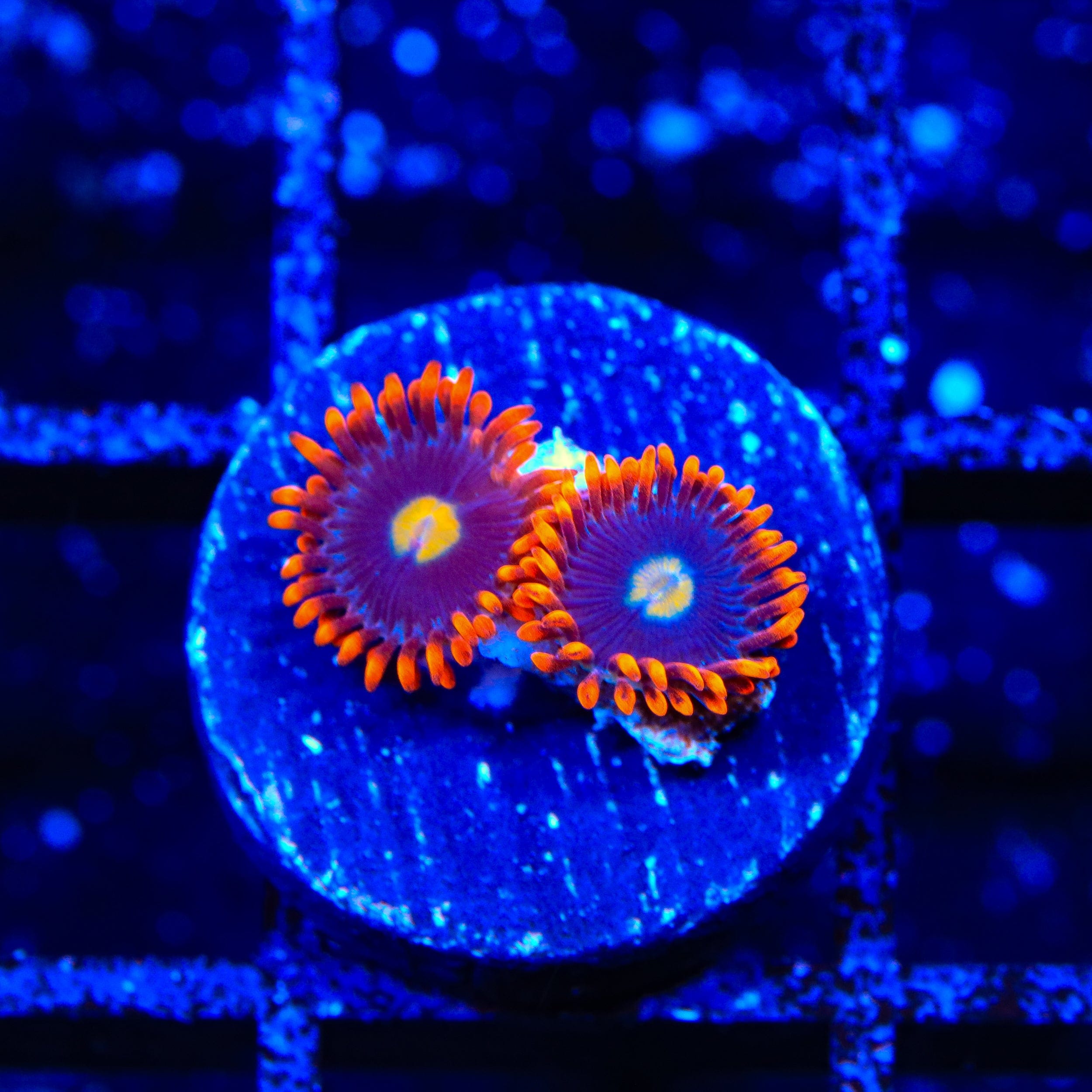 Time Warp Zoanthids Coral