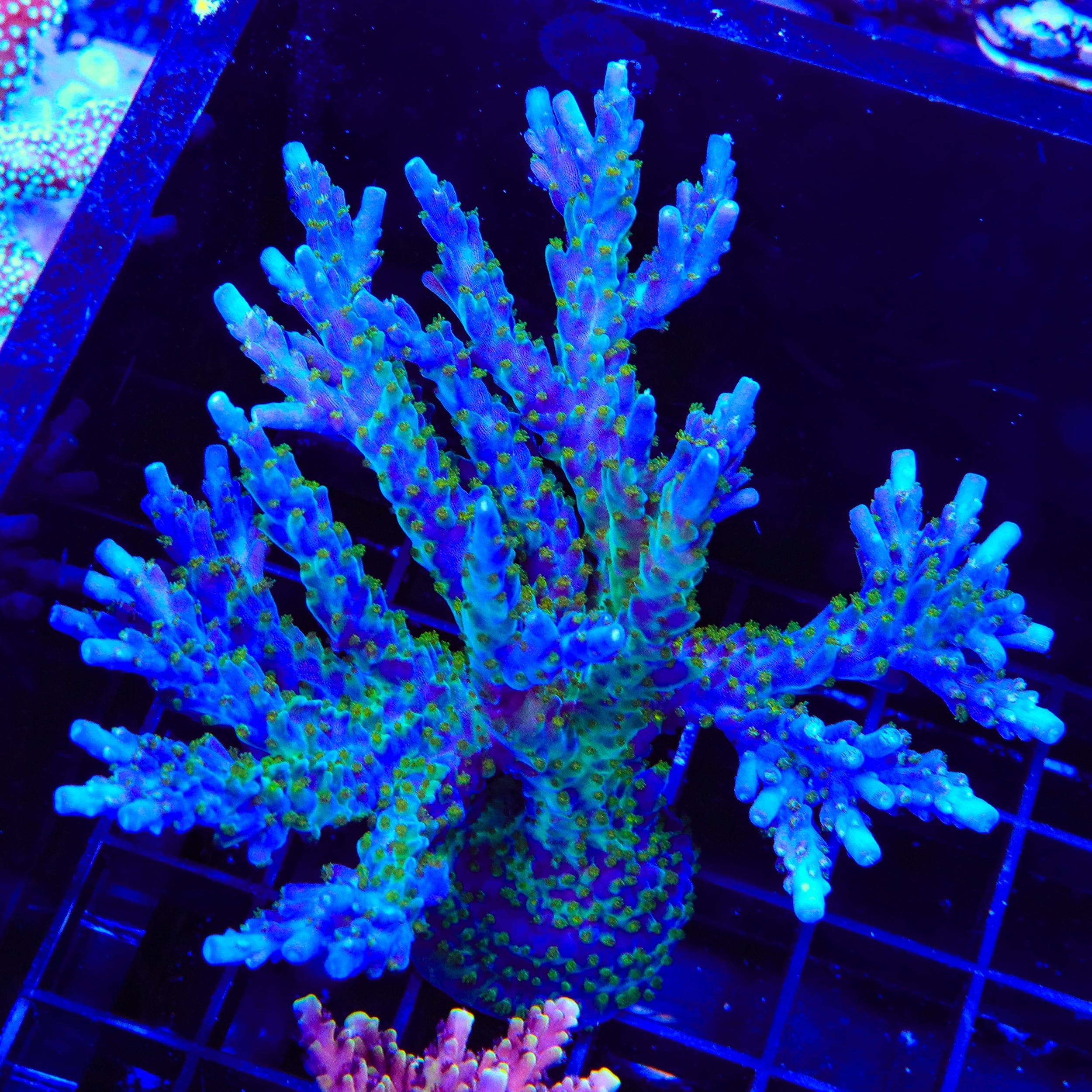 Tricolor Valida Acropora Colony Coral