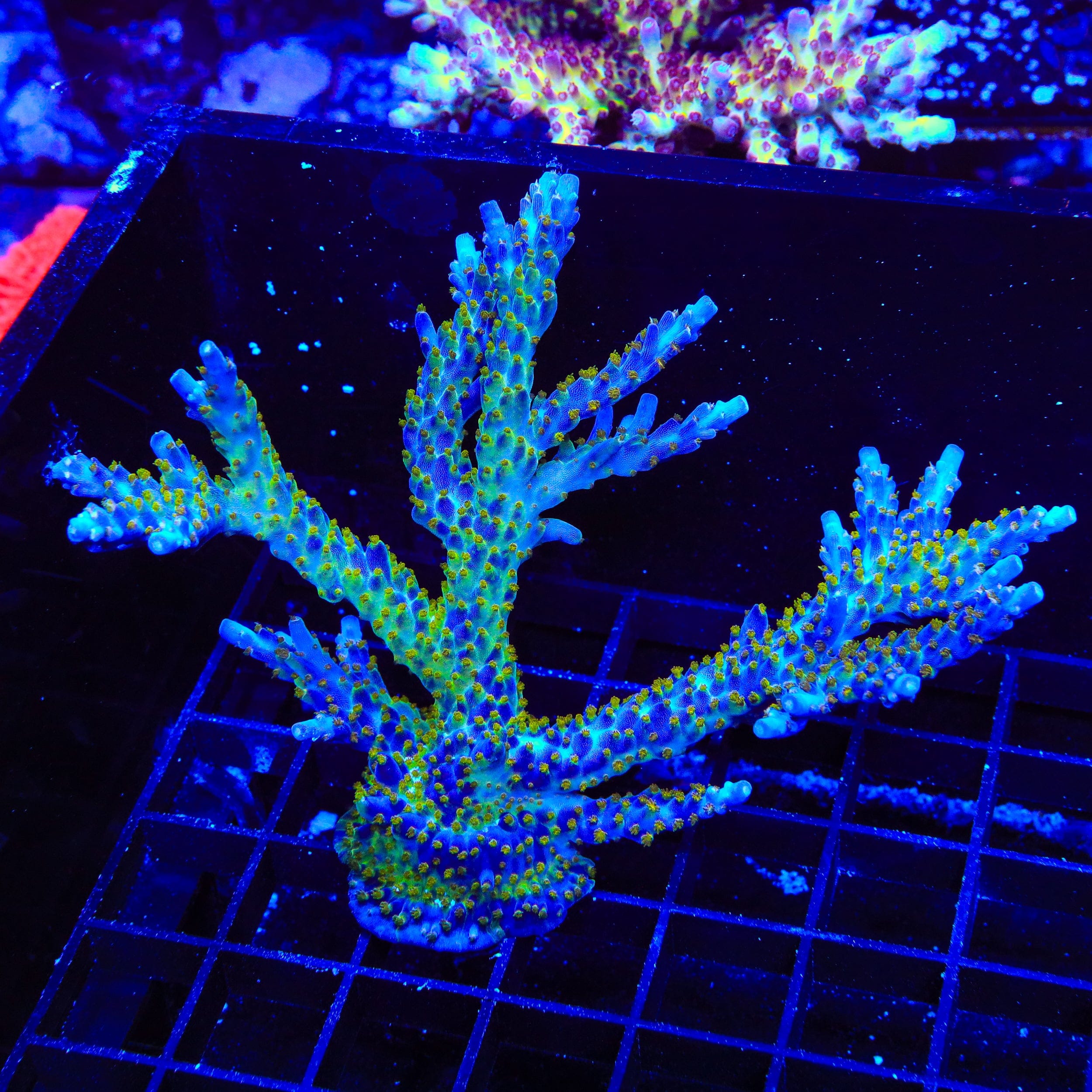 Tricolor Valida Acropora Colony Coral
