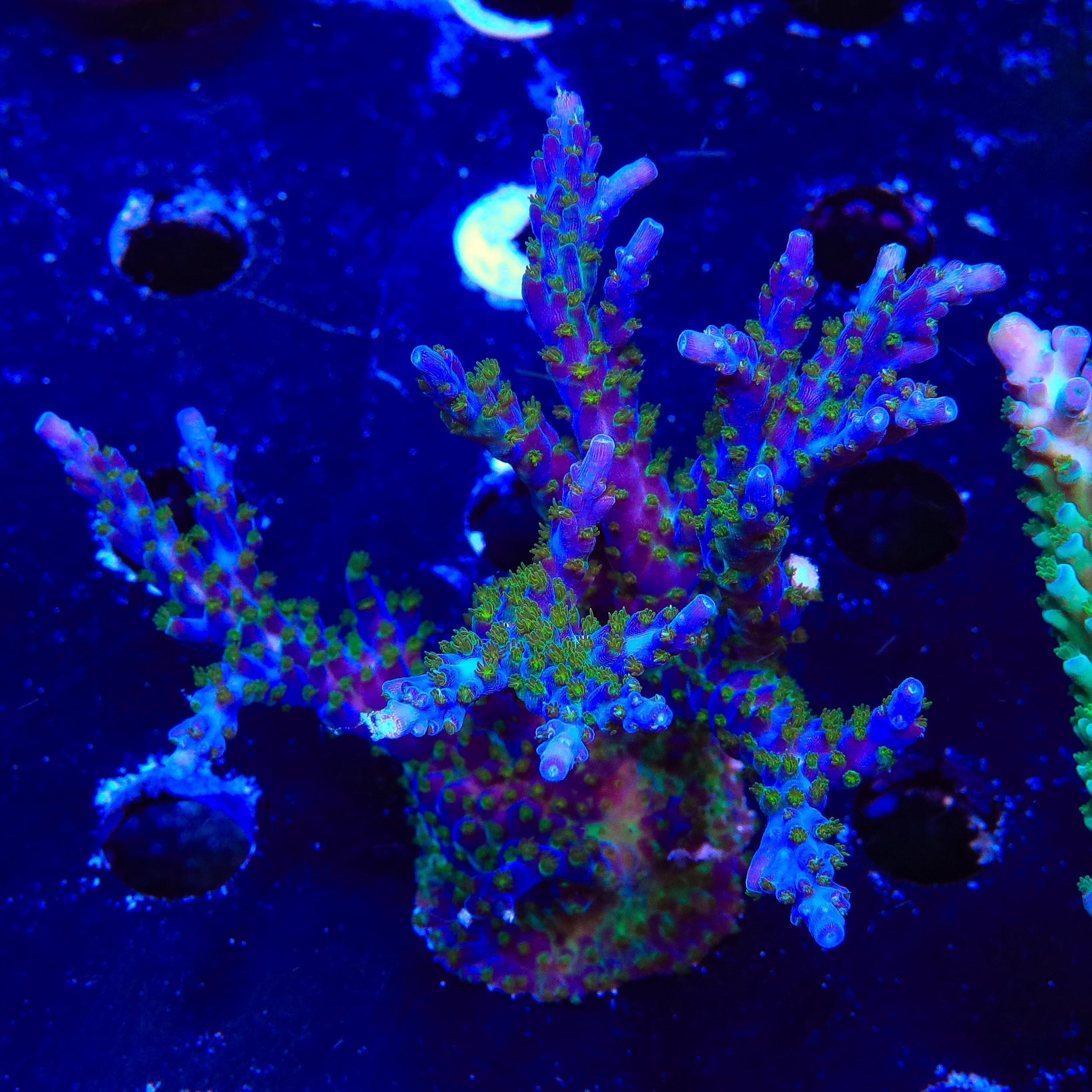 Tricolor Valida Acropora Colony Coral