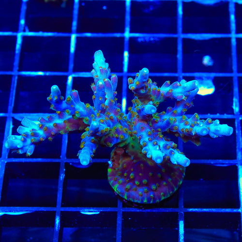 Tricolor Valida Acropora Coral