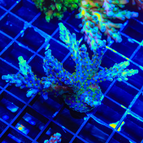 Tricolor Valida Acropora Coral