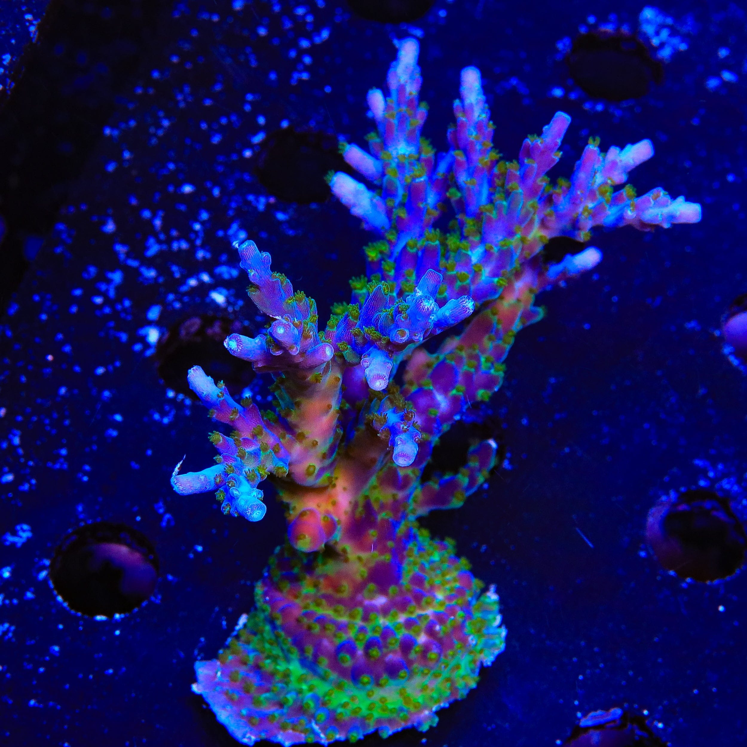 Live Corals for Sale – Page 44 – Top Shelf Aquatics