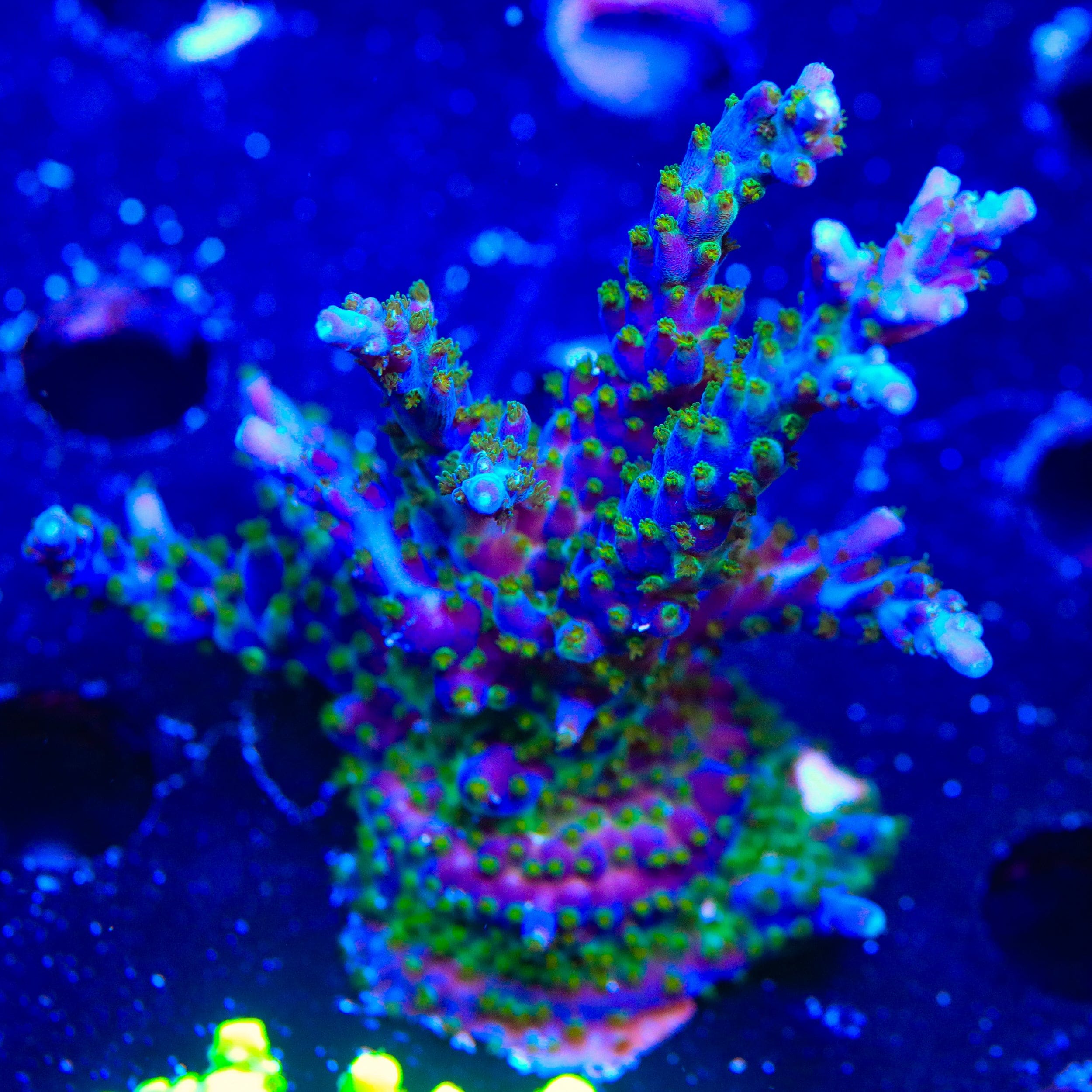 Tricolor Valida Acropora XL Frag Coral